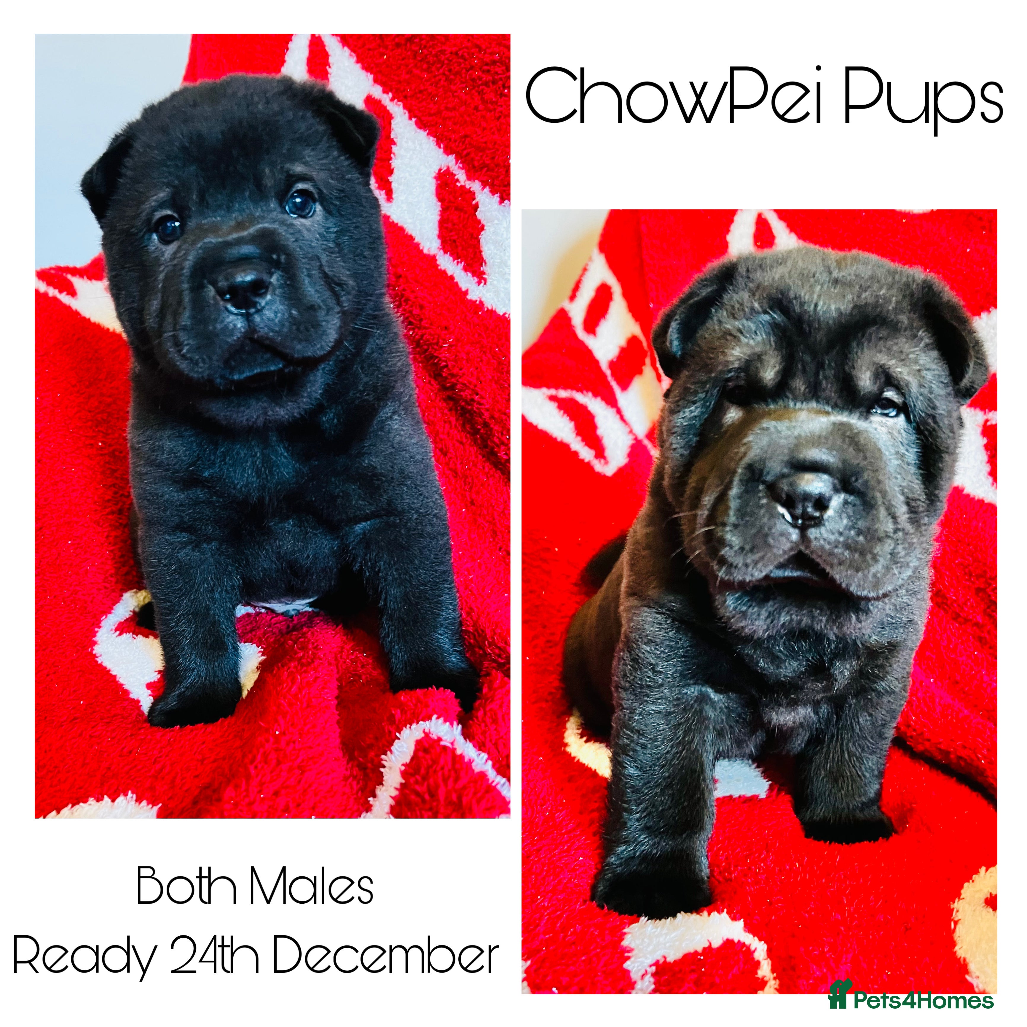 Mixed Breed dogs ChowPei Pups  - Advert 3