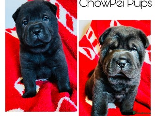 Mixed Breed dogs ChowPei Pups - Advert 15