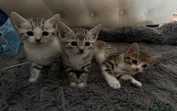 Bengal cats for sale: Stunning silver bengal cross - Image 13
