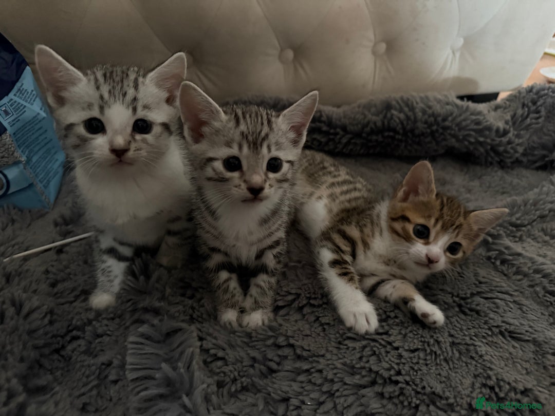 Bengal cats for sale: Stunning silver bengal cross - Image 13