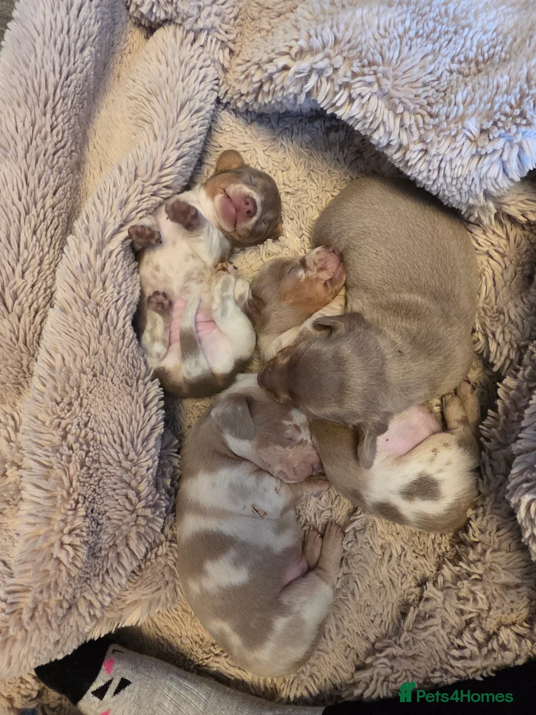 Dachshund dogs for sale: Minature Daschund babies - Advert 2