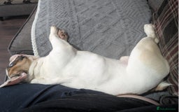 French Bulldog dogs for sale: Lovely French Bulldog - Image 4