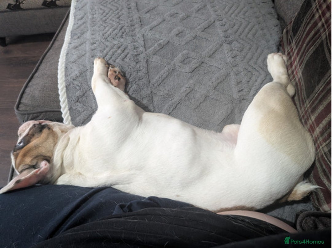 French Bulldog dogs for sale: Lovely French Bulldog - Image 4