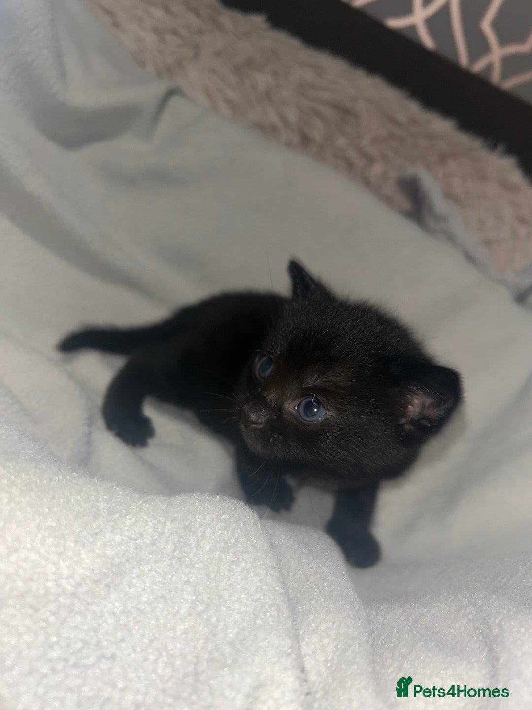 Mixed Breed cats for sale: Beautiful kittens  - Advert 5
