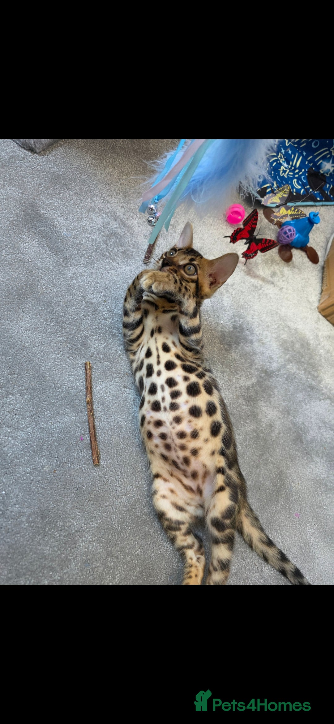 Bengal cats for sale: Mr bengal Urgent  - Image 1