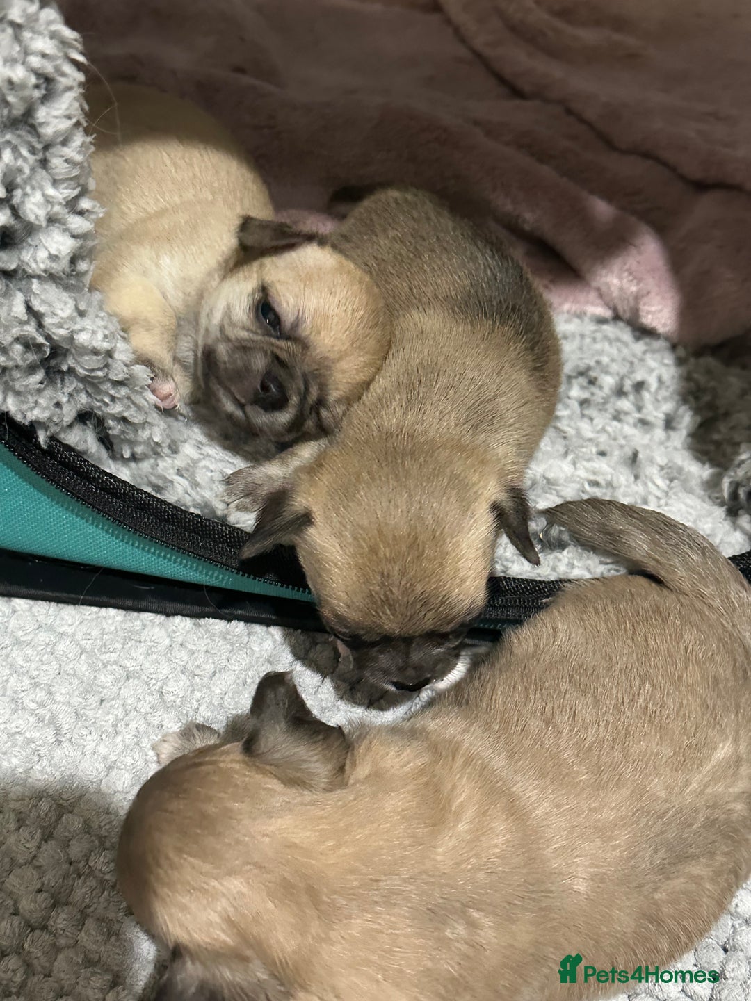 Chihuahua dogs for sale: Beautiful Chihuahua puppies. Two girls left  - Advert 16