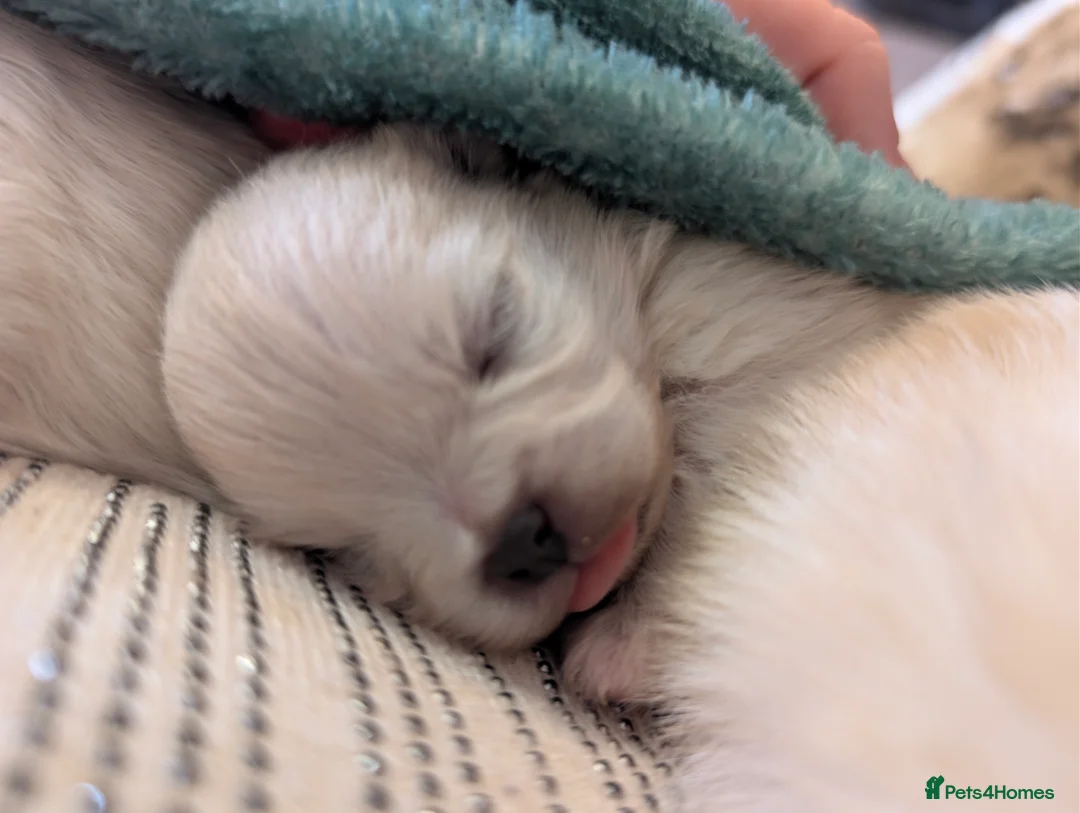 Pomeranian dogs for sale: Beautiful tiny Pomeranian girls  ONE LEFT  - Advert 9