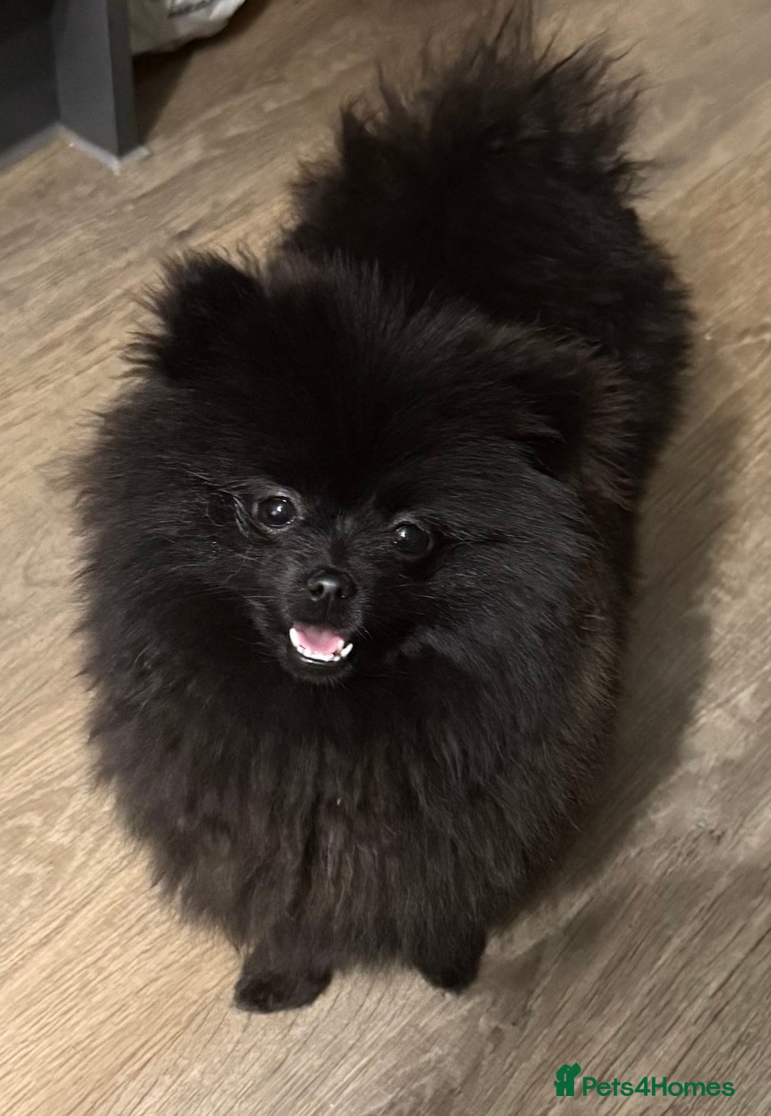 Pomeranian dogs for sale: Beautiful Pomeranians for sale  - Advert 5