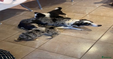 Border Collie dogs Collie puppies (1 male and 1 female available) - Advert 11