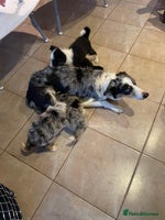 Border Collie dogs Collie puppies (1 male and 1 female available) - Advert 6
