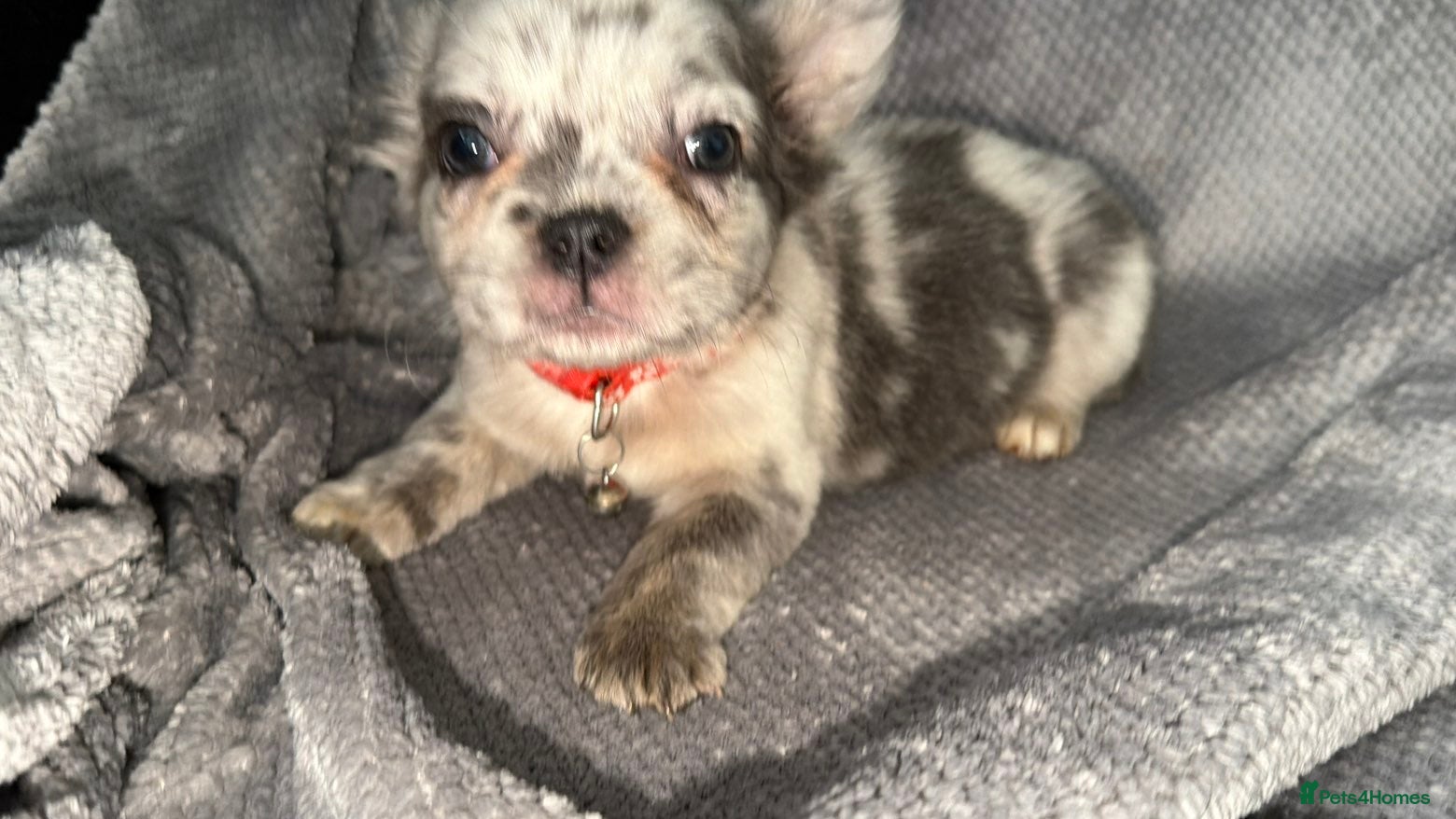 French Bulldog dogs Best in west mids.5 star super full fluffy litter - Advert 2