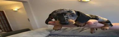 Dachshund 2