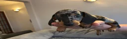 Dachshund dogs for sale: Dachshunds for sale - Advert 4