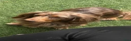 Miniature Dachshund dogs for sale: Long hair miniature dachshund  - Advert 14