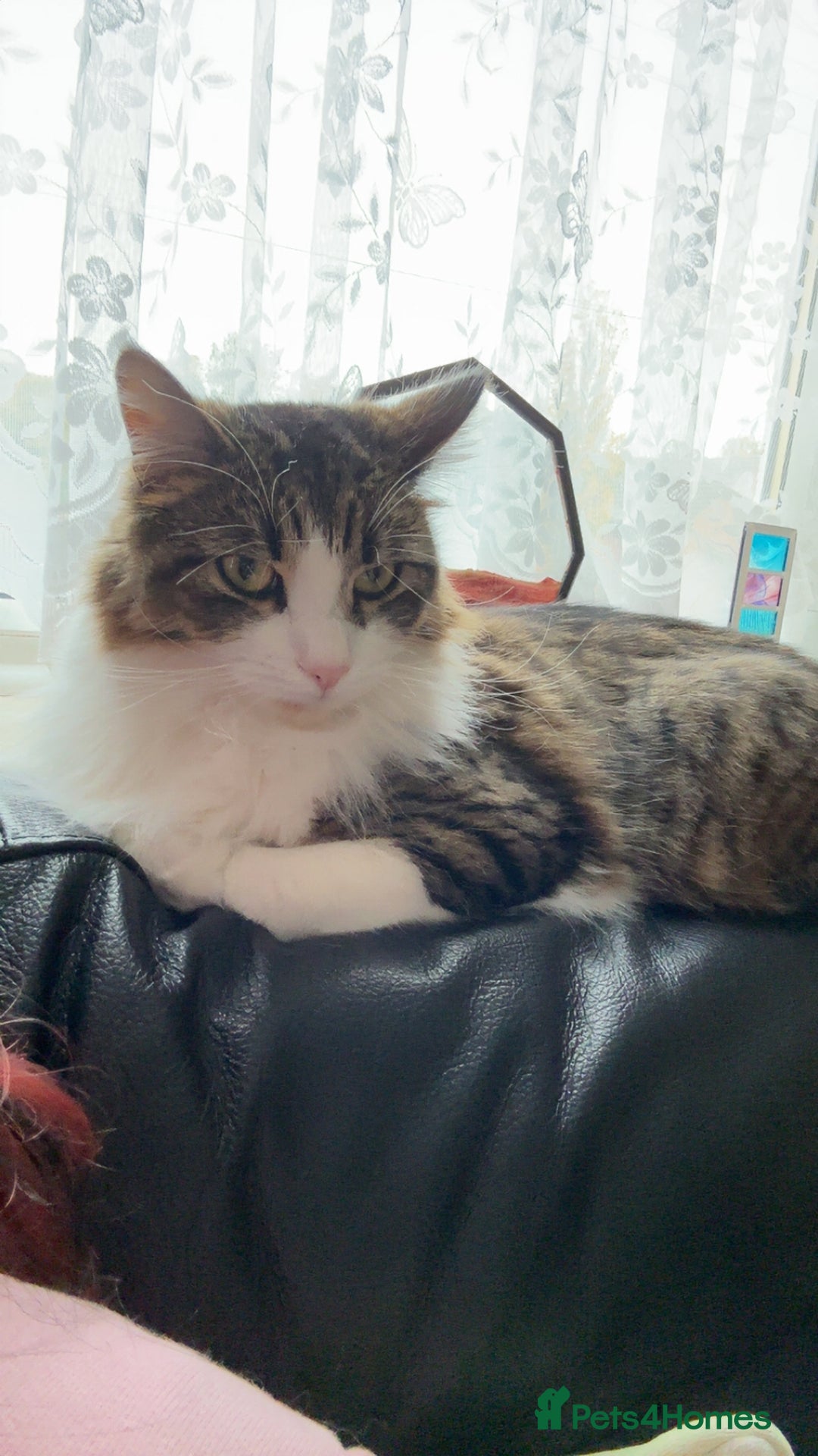 Mixed Breed cats for sale: Wolfie  - Advert 6