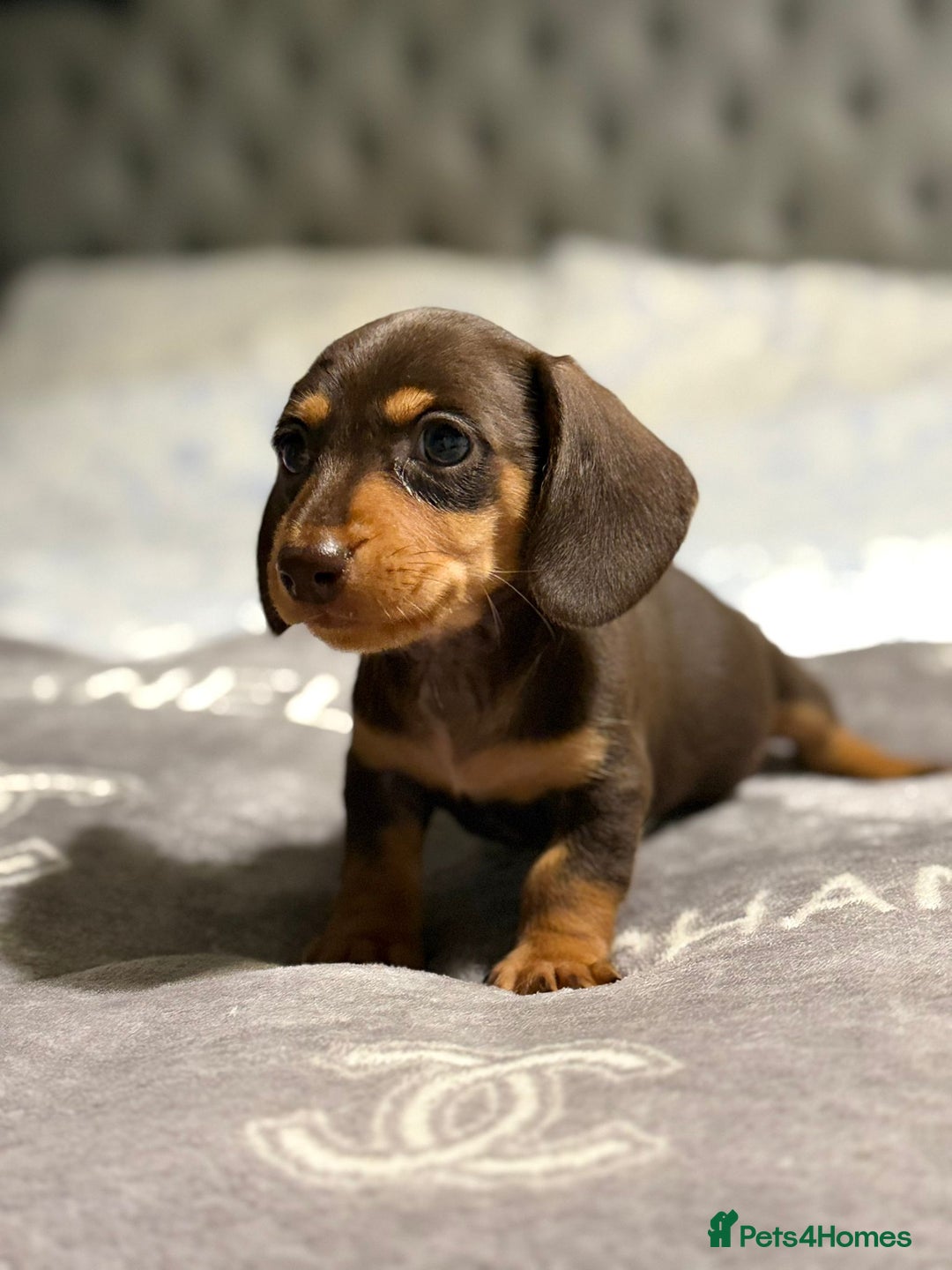 Dachshund dogs for sale: Beautiful dachshunds - Image 11