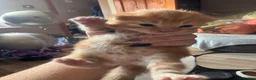 Mixed Breed cats for sale: 2 mixed breed Ginger male kittens  - Advert 6
