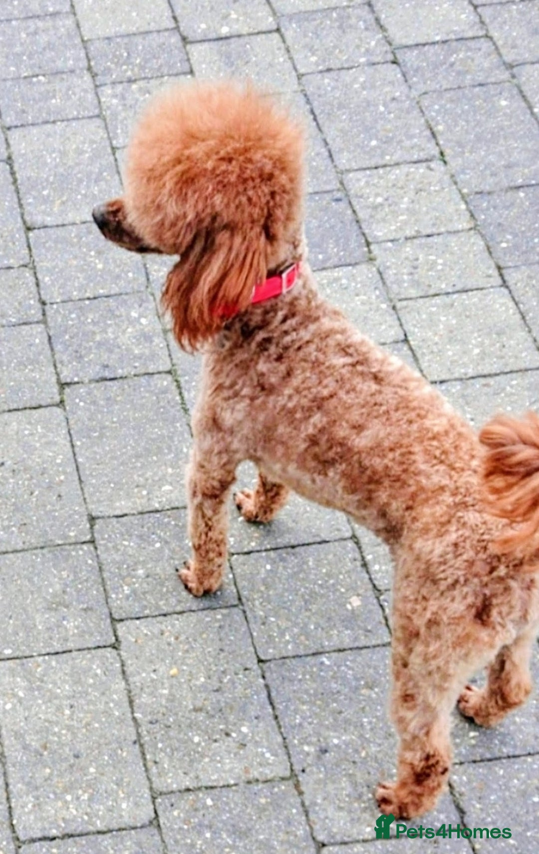 Yorkiepoo dogs for sale: GENUINE F1 YORKIEPOO PUPPIES  - Advert 18