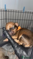 Mixed Breed dogs - Advert 2