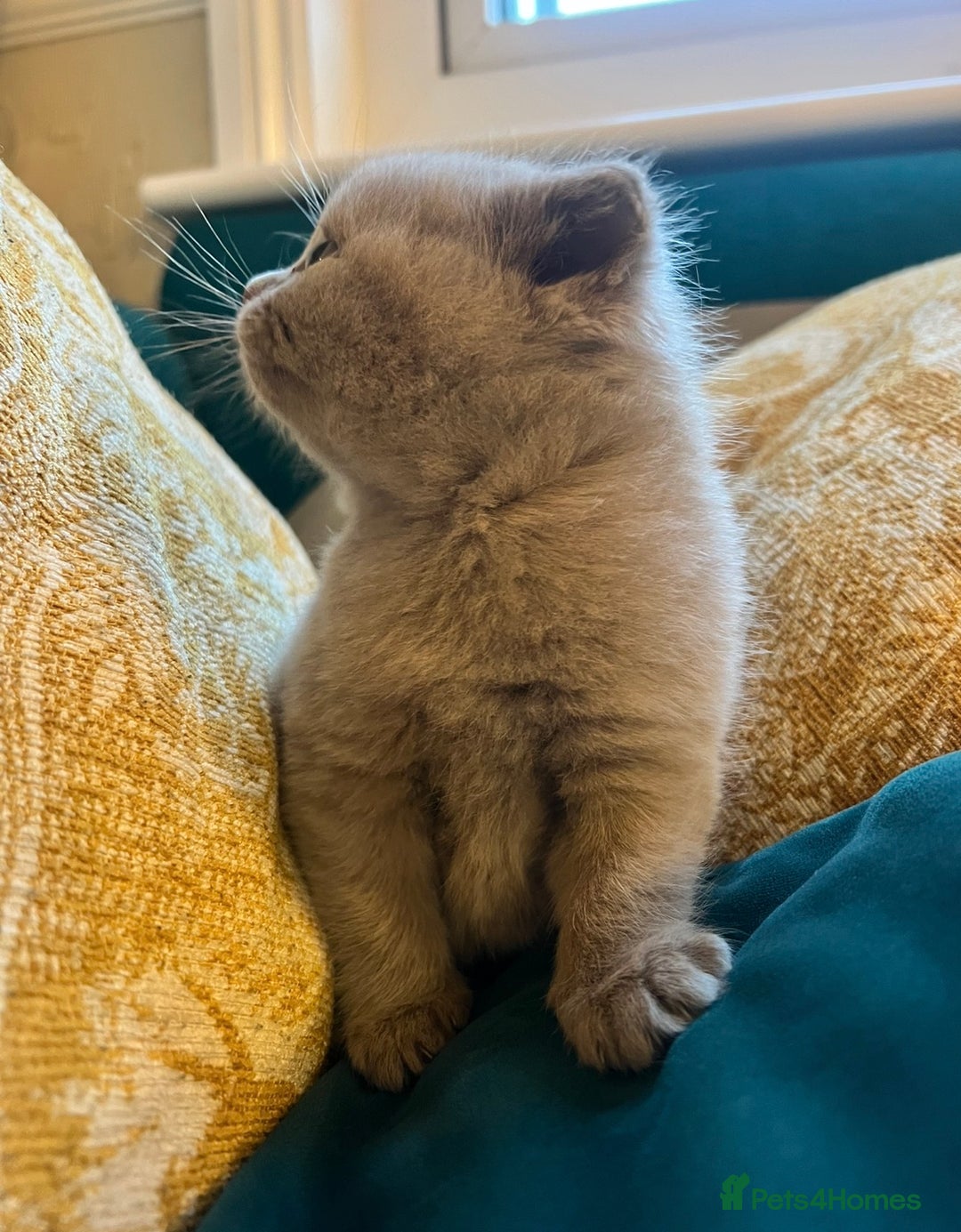 British Shorthair cats for sale: 4 beautiful lilac and blue kittens. - Advert 10