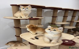 British Shorthair cats for sale: British Shorthair Golden kittens    - Image 2