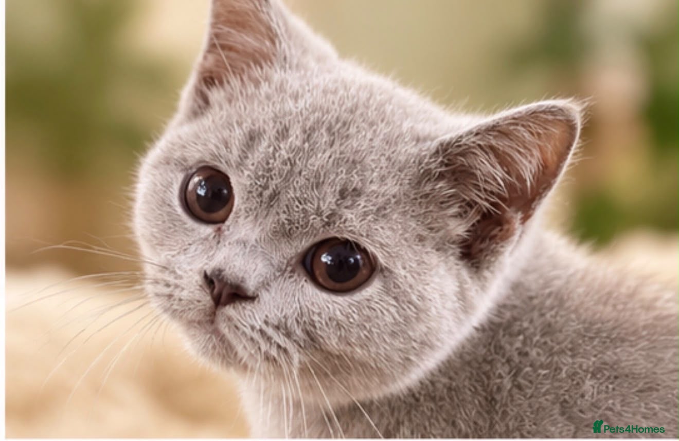 Brazilian Shorthair cats 💙💙💙💙Lilac & Blue Kittens 💙💙💙💙 - Advert 1