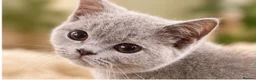 Brazilian Shorthair cats for sale: 💙💙💙💙Lilac & Blue Kittens 💙💙💙💙 - Advert 1