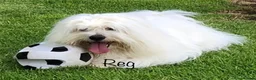 Coton De Tulear dogs for sale: KC reg Coton de Tulear parents DNA health tested  - Advert 7