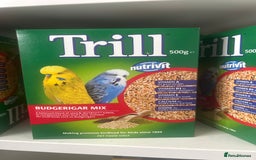 Budgerigars birds for sale: 1 female and 1 male budgies with full setup  - Image 3