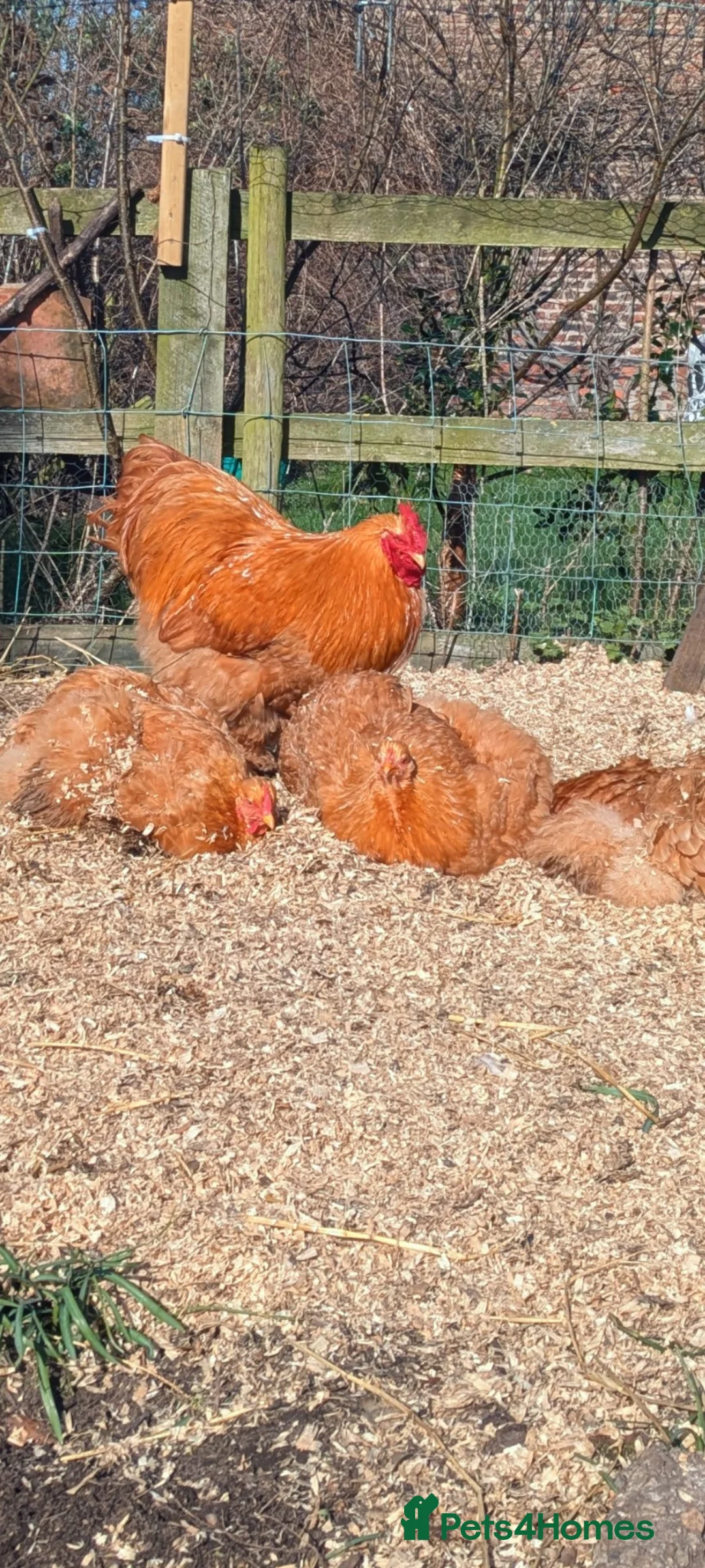 Chickens poultry for sale: BUFF COCHIN - BREEDING QUARTET in York - Advert 5