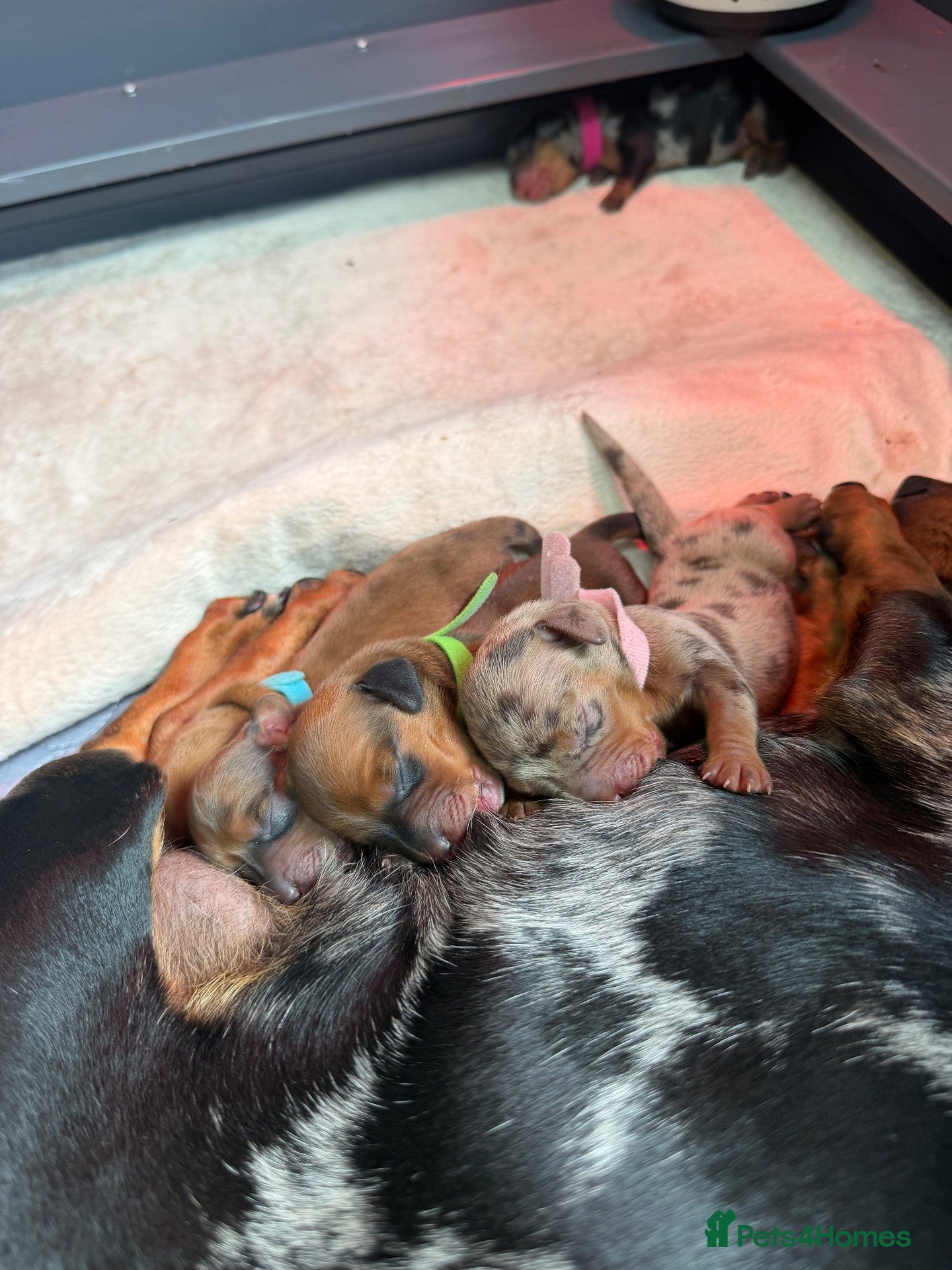 Dachshund dogs dachshund puppies For sale  - Advert 1