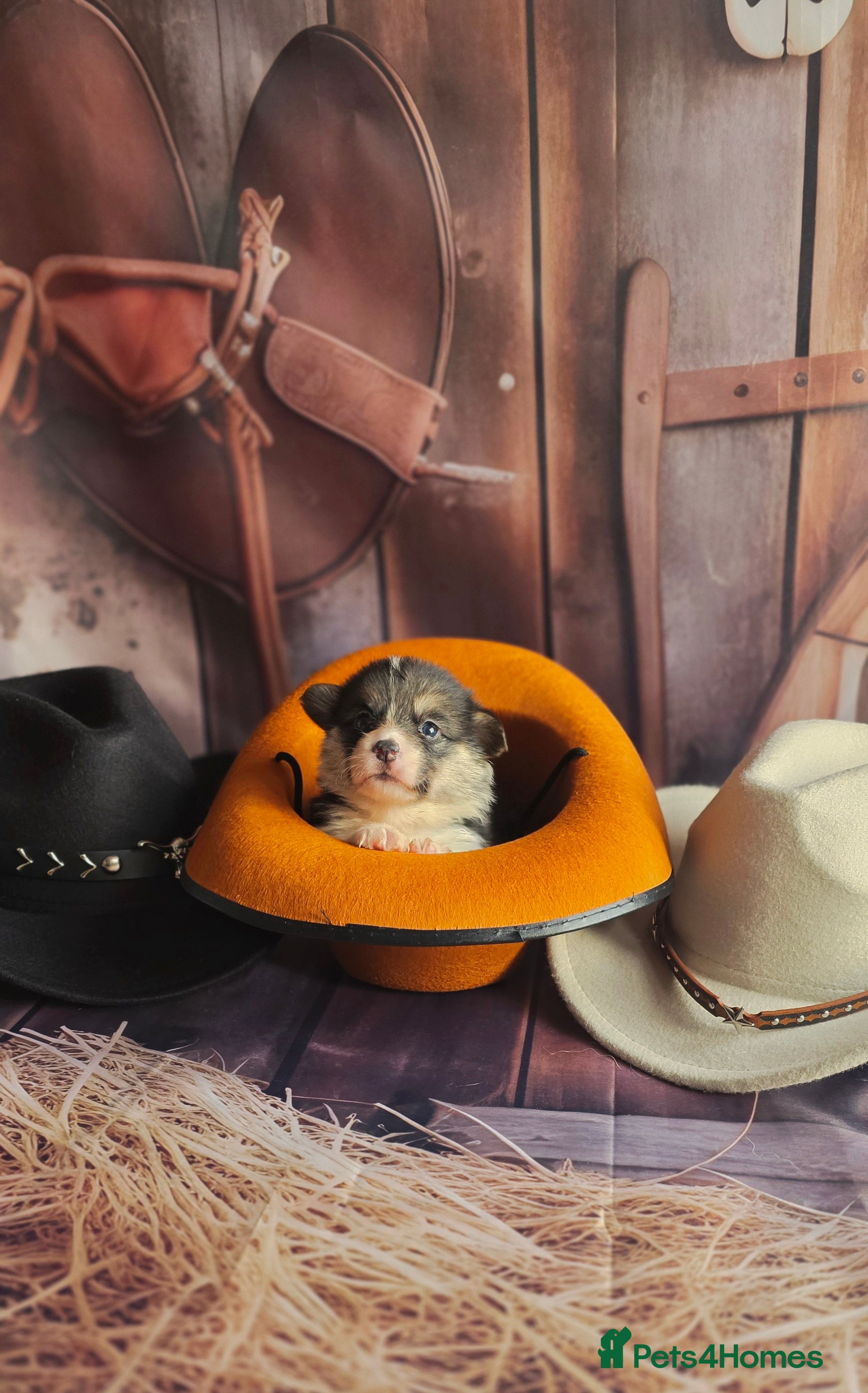 Welsh Corgi Pembroke dogs Outstanding Welsh Pembroke Corgi Puppies - Advert 6