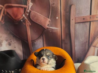 Welsh Corgi Pembroke dogs Outstanding Welsh Pembroke Corgi Puppies - Advert 6