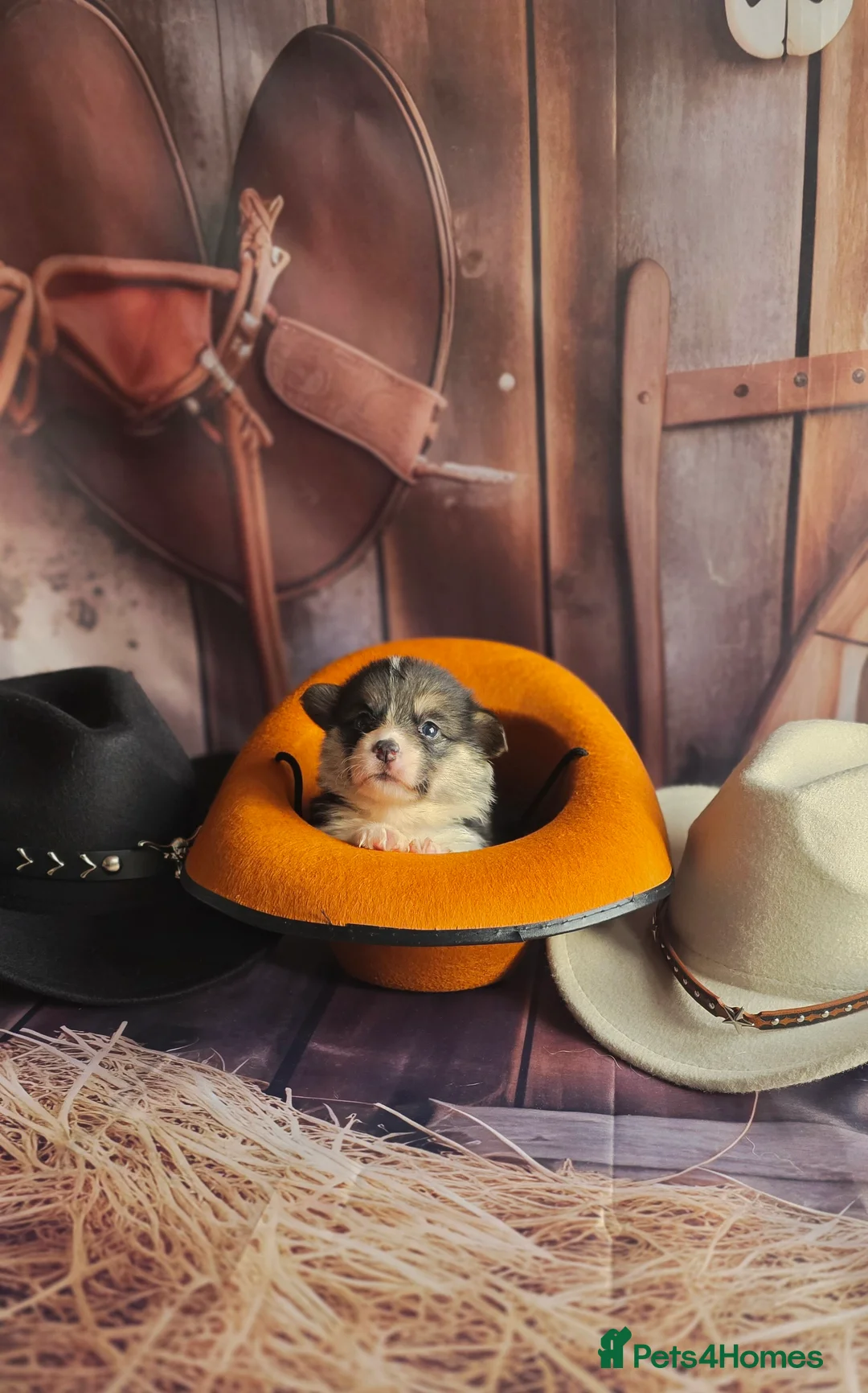 Welsh Corgi Pembroke dogs for sale: Outstanding Welsh Pembroke Corgi Puppies - Advert 1