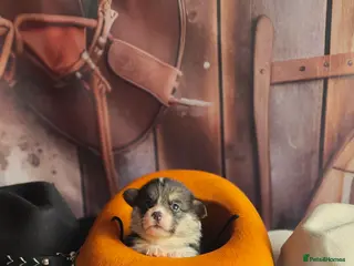 Welsh Corgi Pembroke dogs Outstanding Welsh Pembroke Corgi Puppies - Advert 14