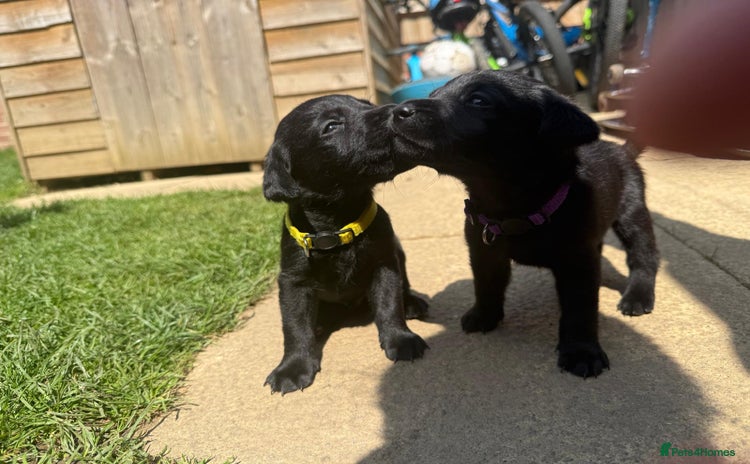 Labrador Retriever dogs - Advert 9
