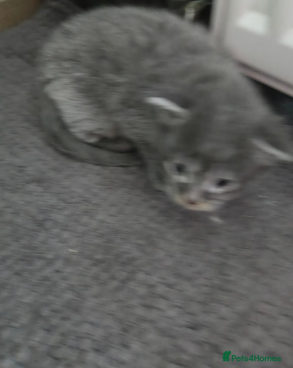 Maine Coon cats TiCA reg. POLLYDACTYL XL maine coons - Advert 2