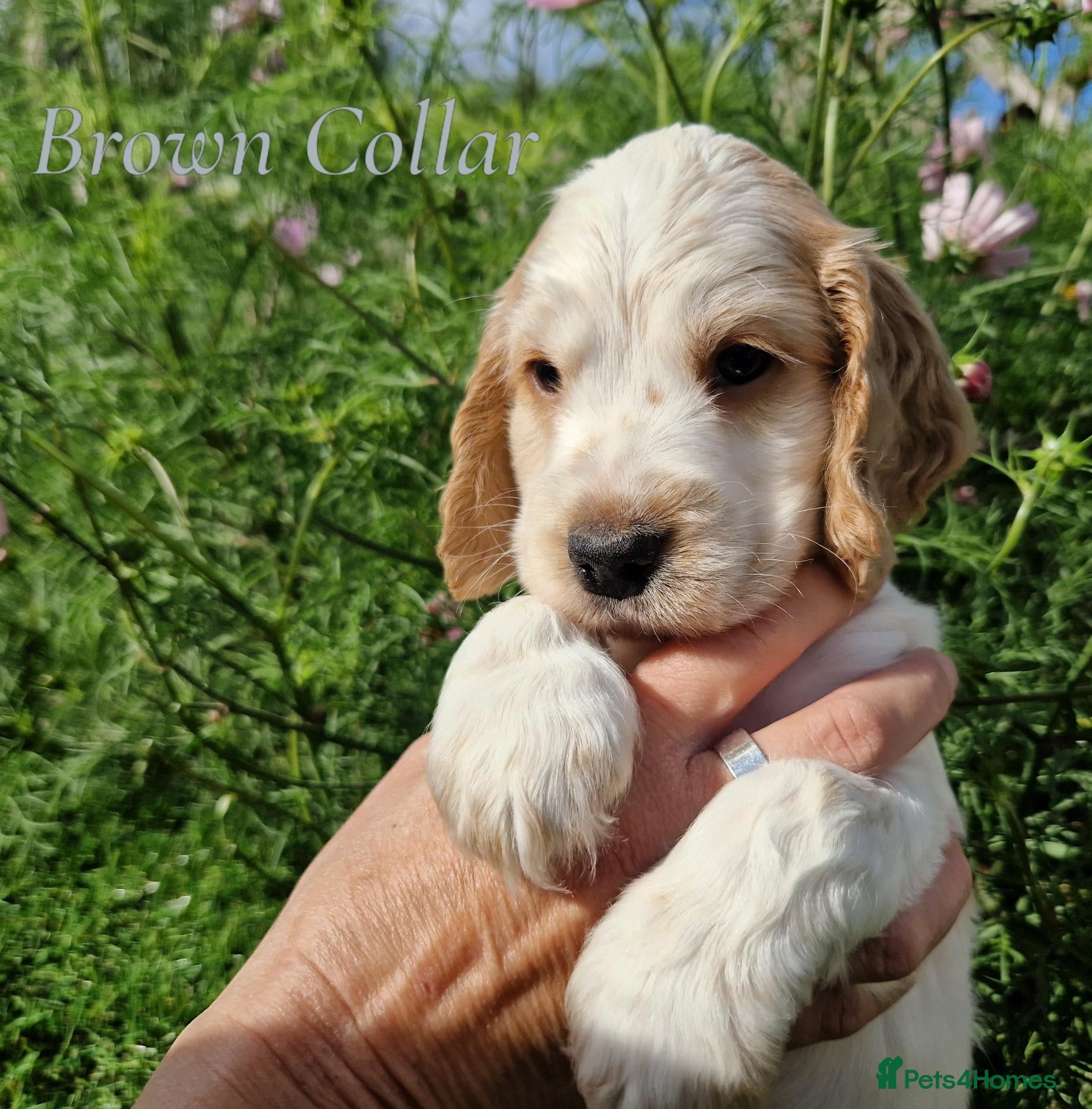 Cocker Spaniel dogs RKC Show English Cocker Spaniels - Advert 2