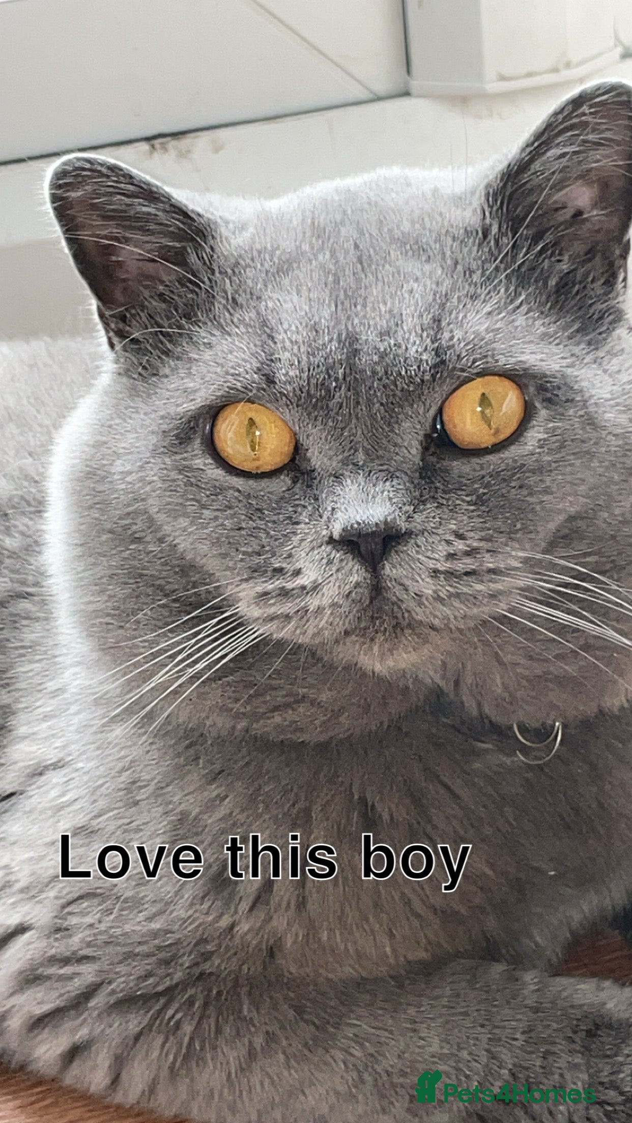 British Shorthair cats Gccf active  Available for stud duties bsh male  in Blackburn - Advert 19