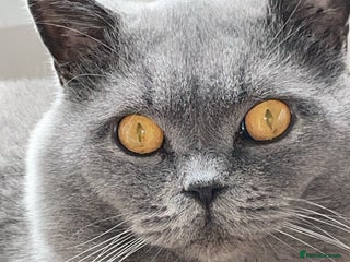 British Shorthair cats in Blackburn - Advert 23