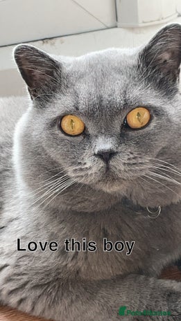 British Shorthair cats Gccf active Available for stud duties bsh male in Blackburn - Advert 4