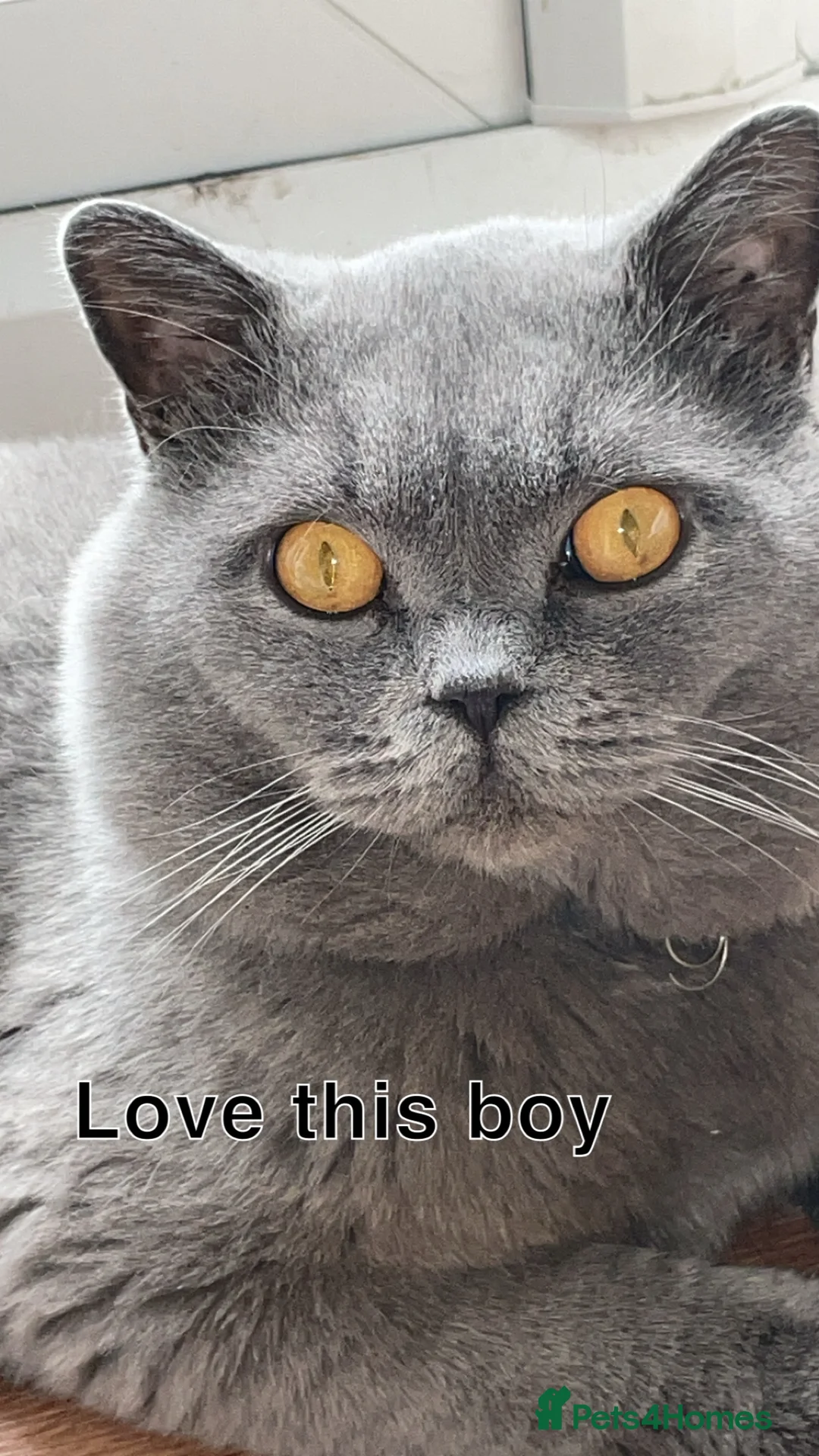 British Shorthair cats for stud: Gccf active  Available for stud duties bsh male  in Blackburn - Advert 1