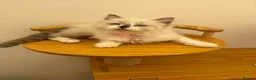 Ragdoll cats for sale: Beautiful Ragdoll cat - Advert 16