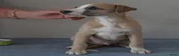 Whippet dogs for sale: Crufts winning parents - Advert 15