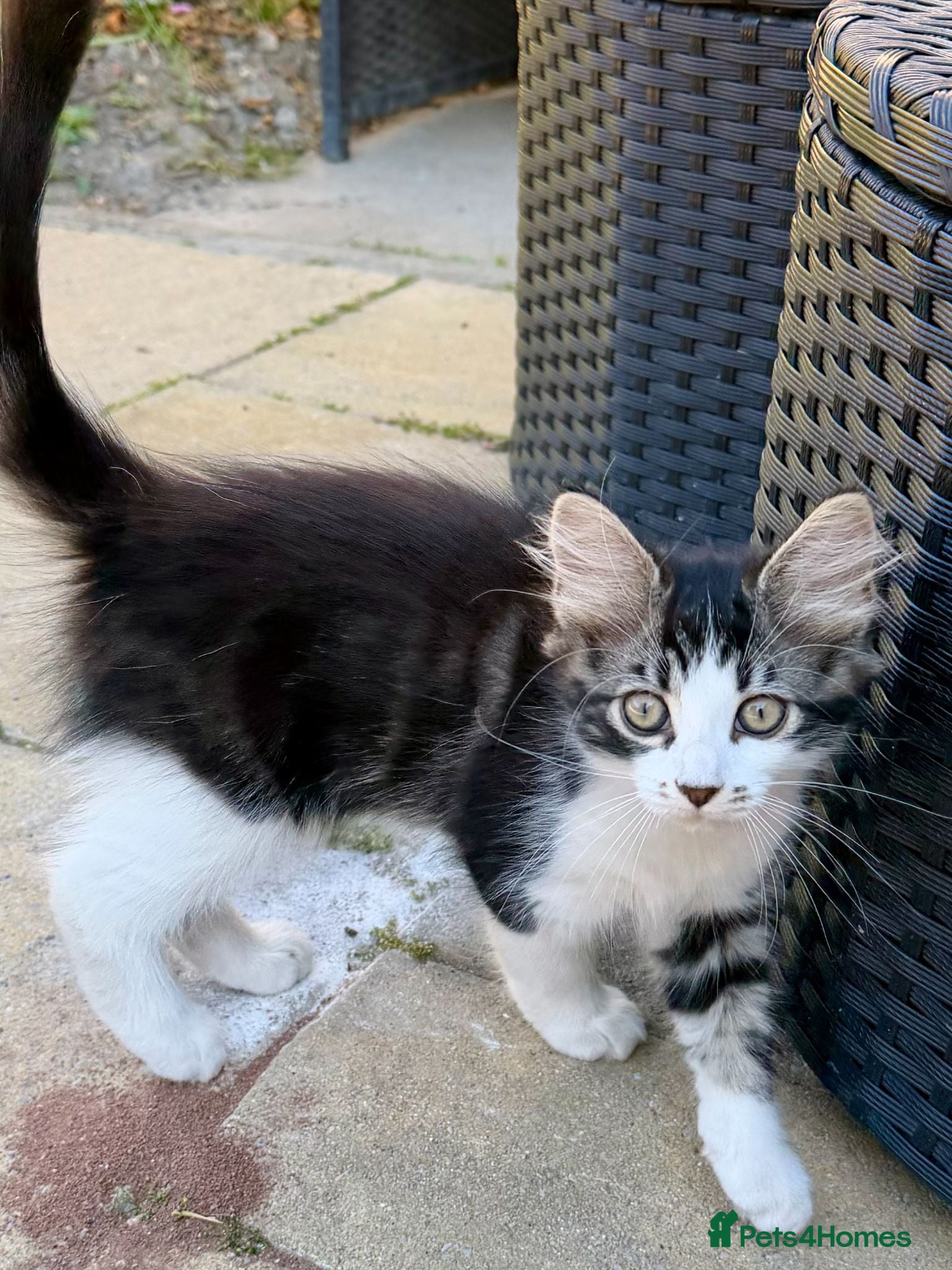 Mixed Breed cats Gorgeous Tabby Girl looking for home💕💕💕 - Advert 1