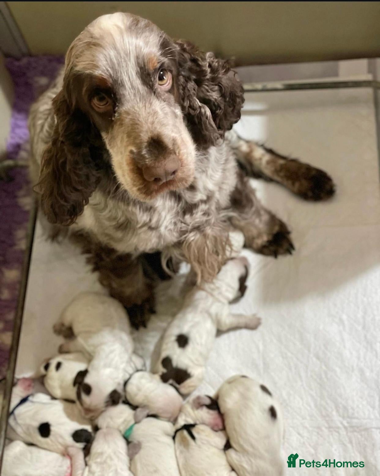 Cocker Spaniel dogs for sale: Blue Roans Cocker Spaniel. - Advert 20