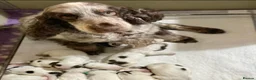 Cocker Spaniel dogs for sale: Blue Roans Cocker Spaniel. - Advert 1