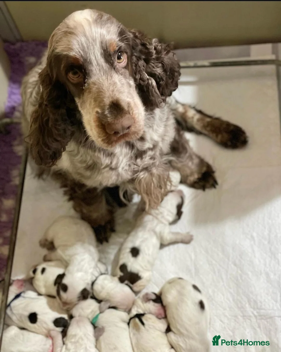 Cocker Spaniel dogs for sale: Blue Roans Cocker Spaniel. - Advert 1