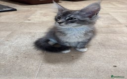 Maine Coon cats for sale: Beautiful Mainecoon kittens ready to leave home  - Image 16