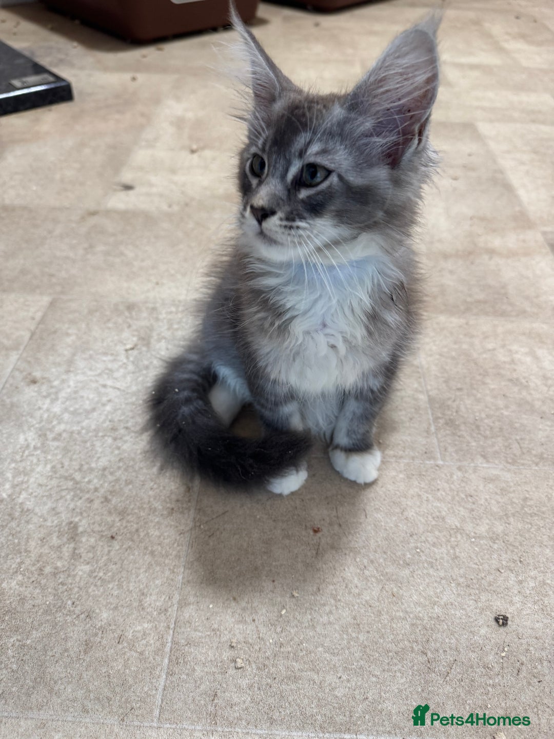 Maine Coon cats for sale: Beautiful Mainecoon kittens ready to leave home  - Image 16